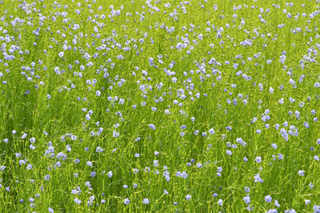 Boissay, France - june 23 2016 : field of flaxのeditorial素材