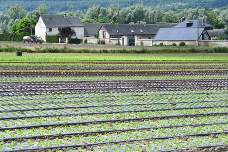 Saint Martin de Boscherville, France - june 22 2016 : a market gardenのeditorial素材