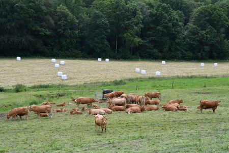 Saint Germain sous Cailly, France - june 23 2016 : cows in a meadowのeditorial素材
