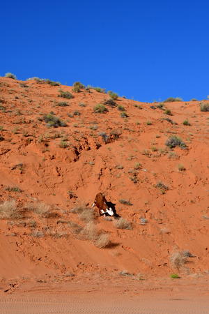 Page, USA - july 9 2016 : cow  in the desert near the Antelope Canyonのeditorial素材