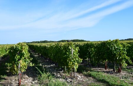 La Couarde sur Mer, France - september 26 2016 : vineyard around the village in autumnのeditorial素材