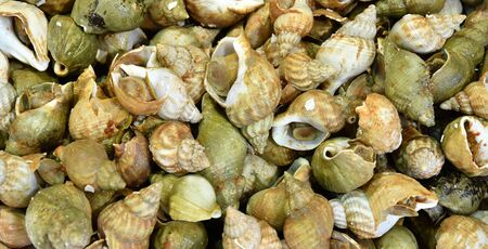 Saint Germain en Laye, France - june 12 2016 : the picturesque market every sundayのeditorial素材