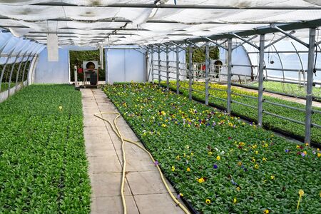 Les Mureaux, France - october 5 2016 : the greenhouseのeditorial素材