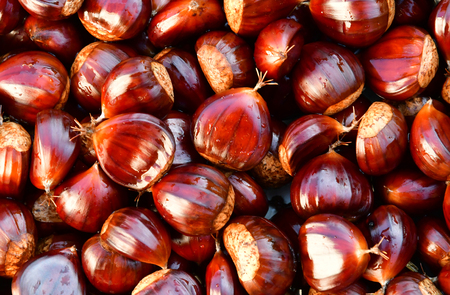 close up of chestnut in autumnのeditorial素材