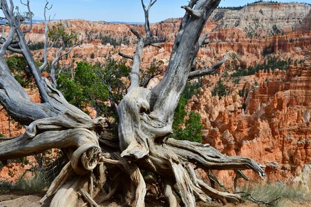 Bryce Canyon, USA - july 9 2016 : the National Parkのeditorial素材