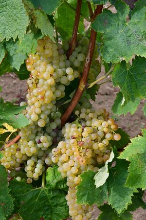 Loix, France - september 26 2016 : vineyard in autumnのeditorial素材