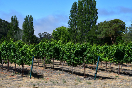 America; San Luis Obispo; USA - july 15 2016 : the Claiborne and Churchill wineryのeditorial素材