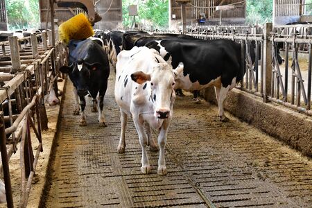 Thiverval Grignon, France - august 13 2016 : cow in the Agroparistech farmのeditorial素材