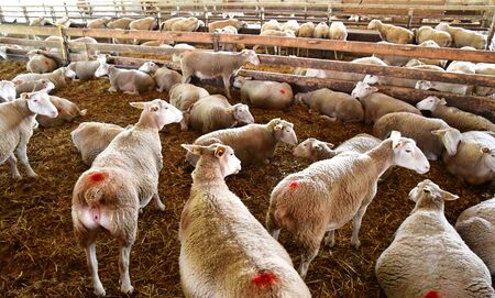 Thiverval Grignon, France - august 13 2016 : sheeps and lambs in the Agroparistech farmのeditorial素材