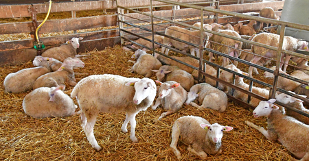 Thiverval Grignon, France - august 13 2016 : sheeps and lambs in the Agroparistech farmのeditorial素材