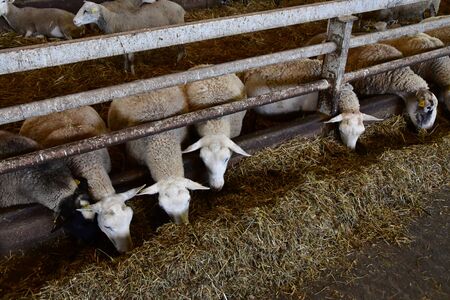 Thiverval Grignon, France - august 13 2016 : sheeps and lambs in the Agroparistech farmのeditorial素材