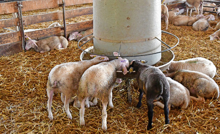 Thiverval Grignon, France - august 13 2016 : sheeps and lambs in the Agroparistech farmのeditorial素材