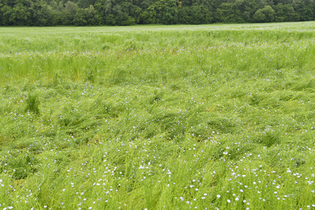 La Neuville Chant d Oisel, France - june 22 2016 : flax field destroyed by rain and windのeditorial素材