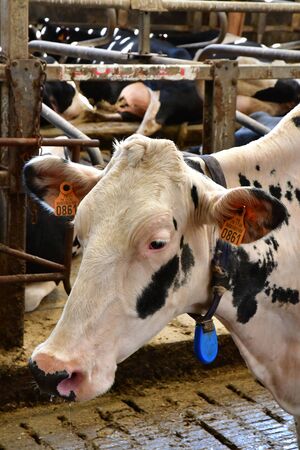Thiverval Grignon, France - august 13 2016 : cow in the Agroparistech farmのeditorial素材