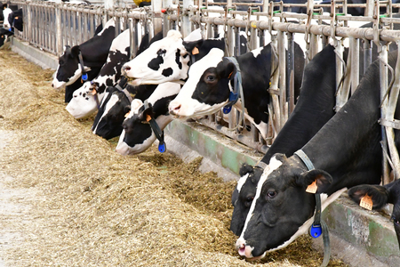 Thiverval Grignon, France - august 13 2016 : cow in the Agroparistech farmのeditorial素材