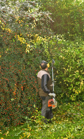 verneuil sur Seine, France - november 3 2016 : a pruner in agarden