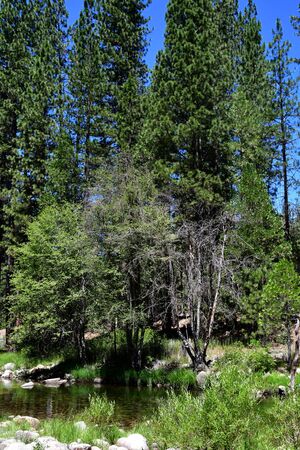USA - july 12 2016 : river in the Yosemite National Parkのeditorial素材