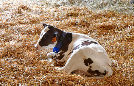 Thiverval Grignon, France - august 13 2016 : cow in the Agroparistech farm