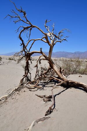 USA - july 11 2016 : sand dune in the Death Valley National Parkのeditorial素材