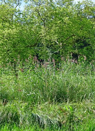 Chantilly, France - august 14 2016 : park of the castle of Chantillyのeditorial素材