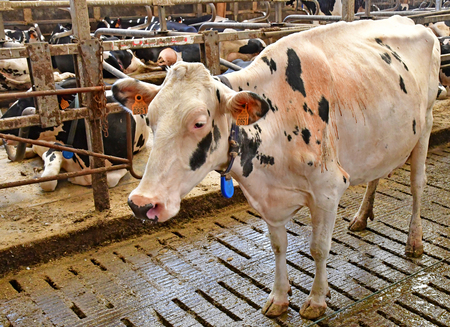 Thiverval Grignon, France - august 13 2016 : cow in the Agroparistech farmのeditorial素材