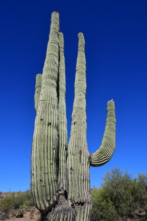 Prescott, USA - july 7 2016 : Saguaro cactus in the countrysideのeditorial素材