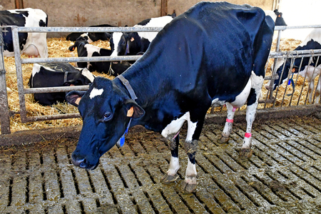 Thiverval Grignon, France - august 13 2016 : cow in the Agroparistech farmのeditorial素材