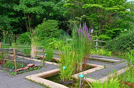 Strasbourg, France - july 24 2016 : the university botanical gardenのeditorial素材
