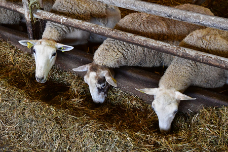 Thiverval Grignon, France - august 13 2016 : sheeps and lambs in the Agroparistech farmのeditorial素材
