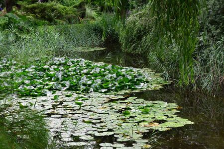 Strasbourg, France - july 24 2016 : the botanical garden of the universityのeditorial素材