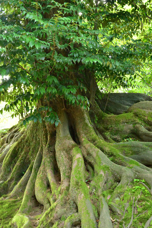 Kanazawa, Japan - august 2 2017 : the Kenroku En parkのeditorial素材