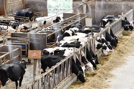 Thiverval Grignon, France - august 13 2016 : cow in the Agroparistech farmのeditorial素材