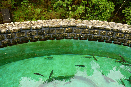 Ribeiro Friol, Madeira, Portugal - february 23 2018 : a trout farmingのeditorial素材