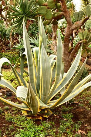 Funchal, Portugal - february 22 2018 : the botanical gardenのeditorial素材