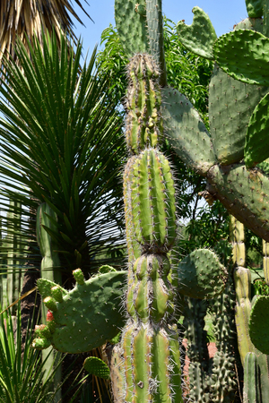 Teotihuacan;  United Mexican States - may 13 2018 : cactus in front of a souvenir shopのeditorial素材