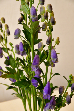 Les Mureaux; France - september 16 2017 : Ikebana, Japanese flower arranging art in Fleurs en Seine, flower exhibitionのeditorial素材