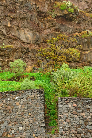 Porto moniz, Madeira, Portugal - february 25 2018 : plantsの写真素材