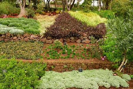 Funchal, Portugal - february 22 2018 : the botanical gardenのeditorial素材