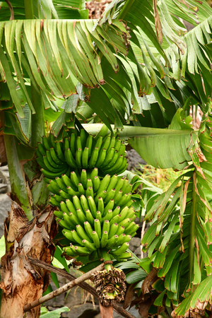 Porto moniz, Madeira, Portugal - february 25 2018 : banana treesのeditorial素材
