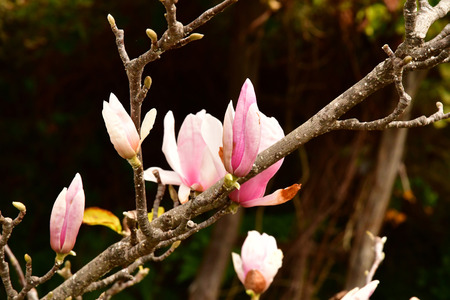 Funchal, Portugal - february 22 2018 : the botanical gardenのeditorial素材