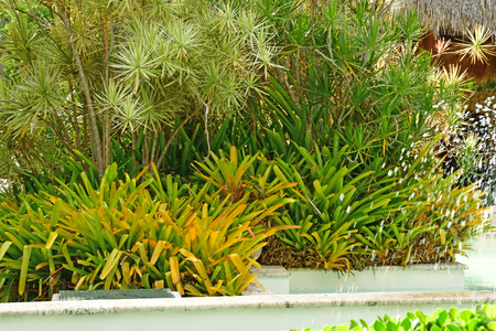 Punta Cana, Dominican Republic - may 28 2017 : garden of an hotelのeditorial素材