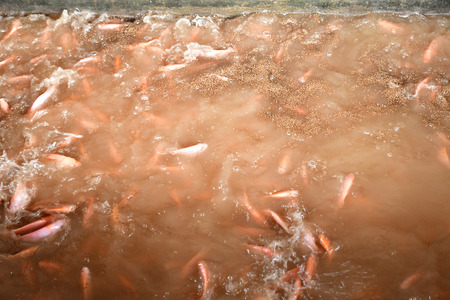 Chau Doc; Socialist Republic of Vietnam - august 19 2018 : floating fish farmのeditorial素材