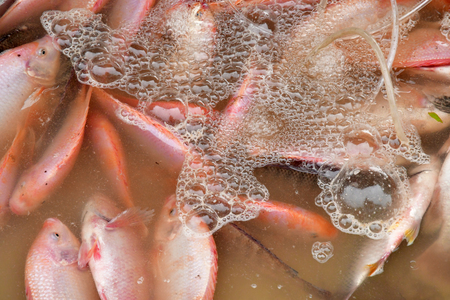 Sa Dec; Socialist Republic of Vietnam - august 18 2018 : seafood at the picturesque daily marketのeditorial素材