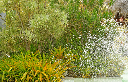 Punta Cana, Dominican Republic - may 28 2017 : garden of an hotelのeditorial素材