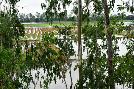 Chau Doc; Socialist Republic of Vietnam - august 19 2018 : the countryside landscapeのeditorial素材