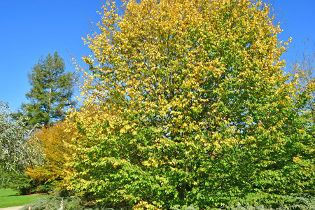 Les Mureaux, France - october 13 2017 : the Marronniers parkのeditorial素材