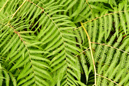 Funchal, Portugal - february 22 2018 : the botanical gardenのeditorial素材