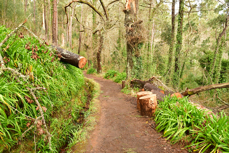 Madeiral, Camacha, Portugal - february 21 2018 : levada da serra do faialのeditorial素材