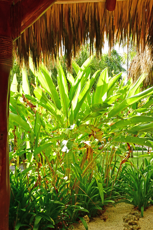 Punta Cana, Dominican Republic - may 28 2017 : garden of an hotelのeditorial素材