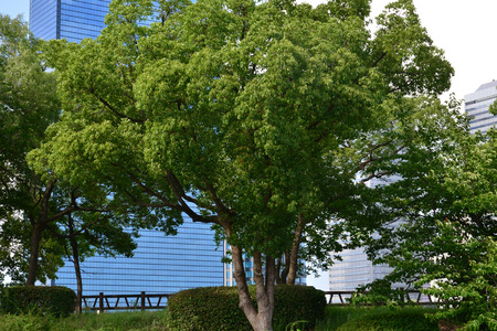 Osaka, Japan - august 5 2017 : the city view from the castleのeditorial素材